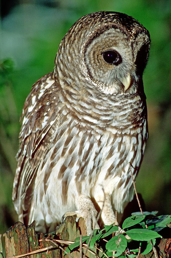 Barred Owl #22 Photograph by Millard H. Sharp