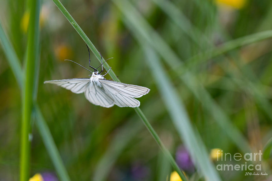 Black-veined Moth #22 Photograph by Jivko Nakev