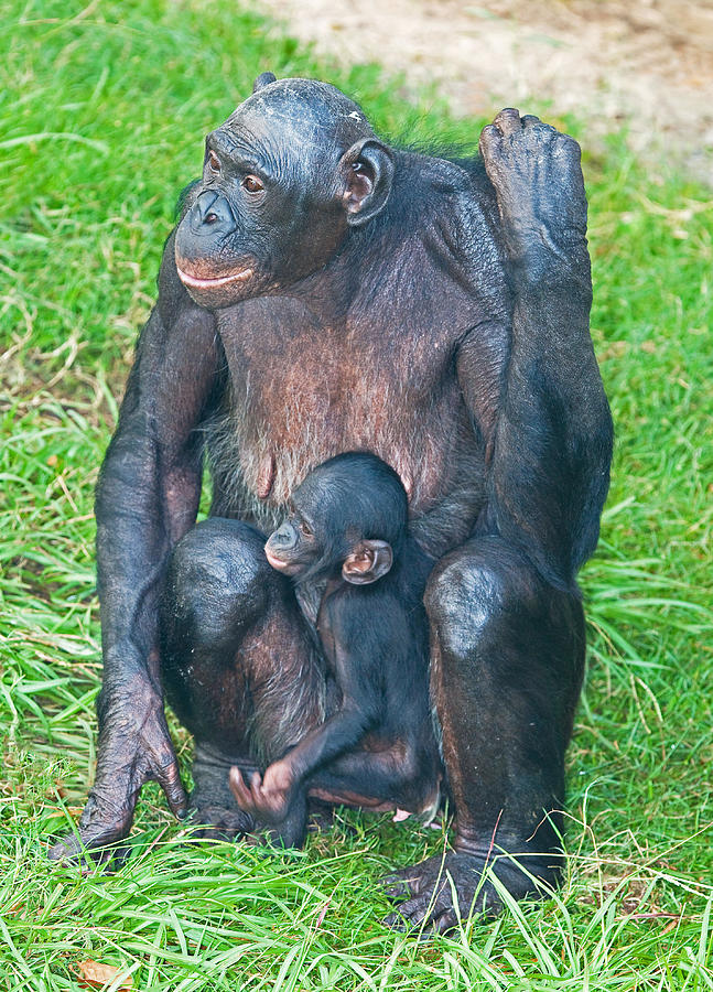Bonobo Mother And Baby #22 Photograph by Millard H. Sharp