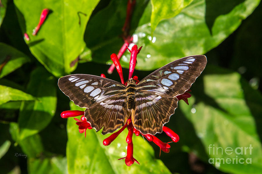 Butterfly #22 Photograph by Rene Triay FineArt Photos