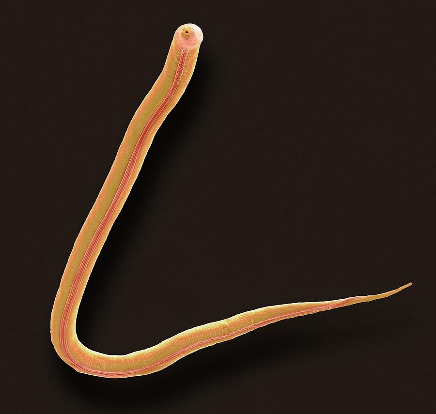 C. Elegans Worm Photograph by Steve Gschmeissner | Fine Art America