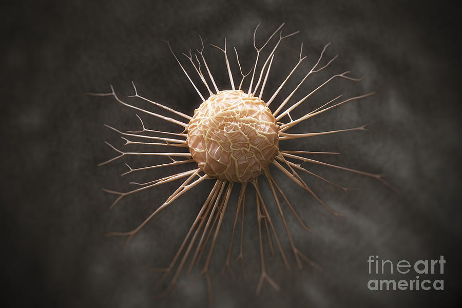 Cancer Cell #22 Photograph by Science Picture Co