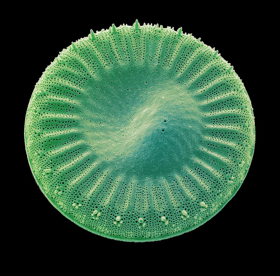 Alga Photograph - Diatom #22 by Steve Gschmeissner