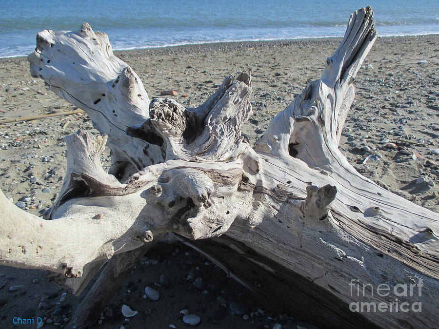 Driftwood on the beach #22 Photograph by Chani Demuijlder