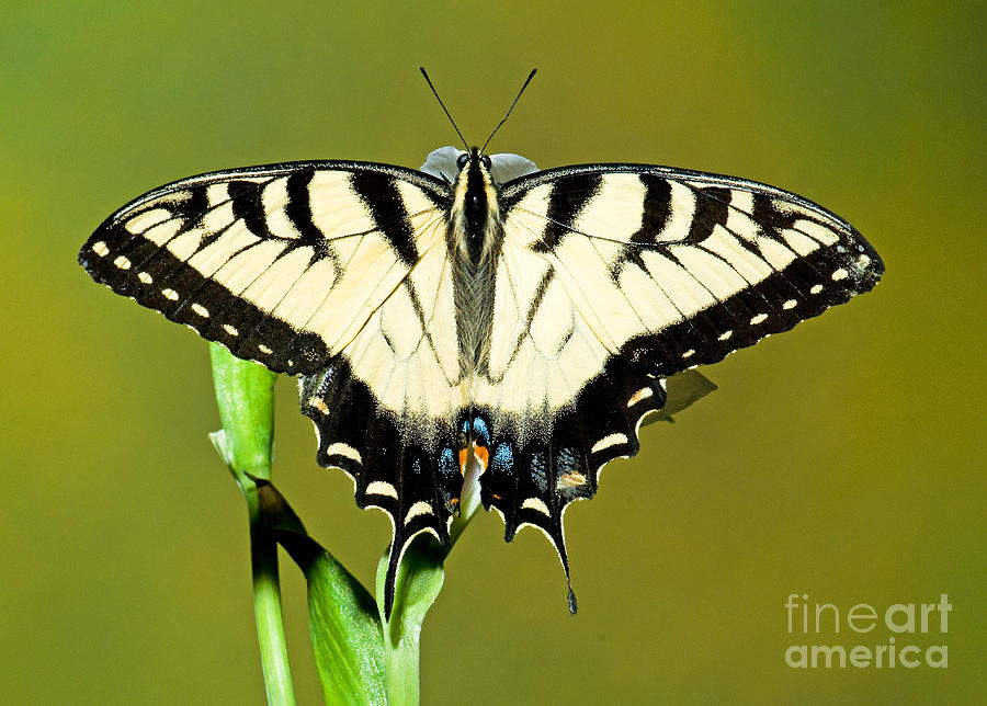 Eastern Tiger Swallowtail Butterfly #22 Photograph by Millard H. Sharp