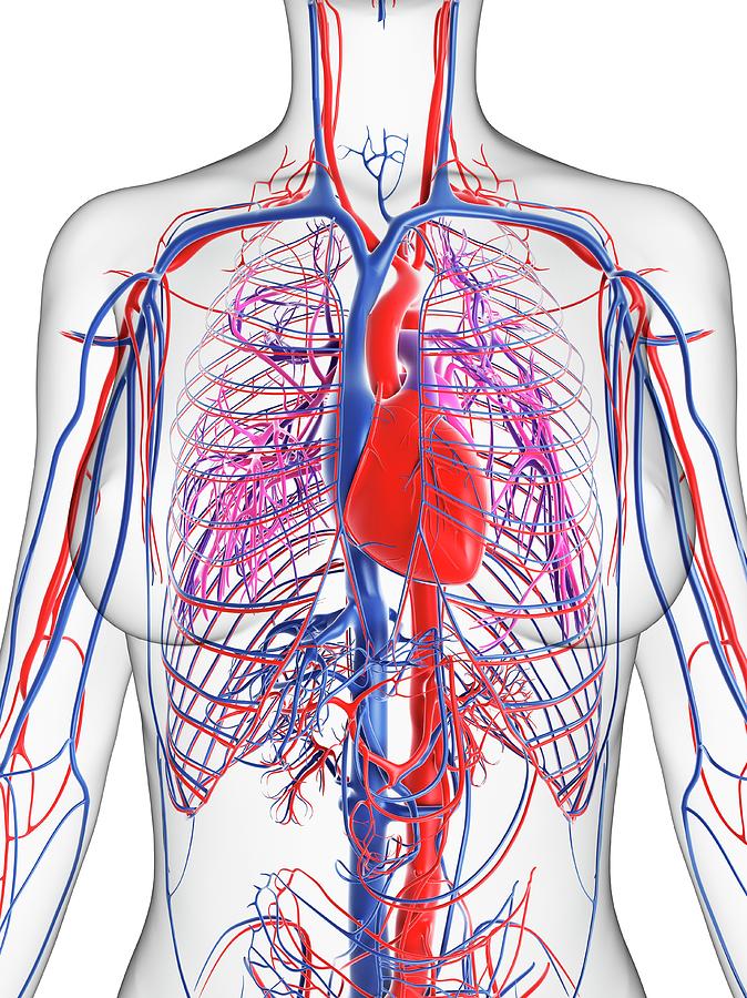 Female Cardiovascular System Photograph by Sciepro/science Photo ...