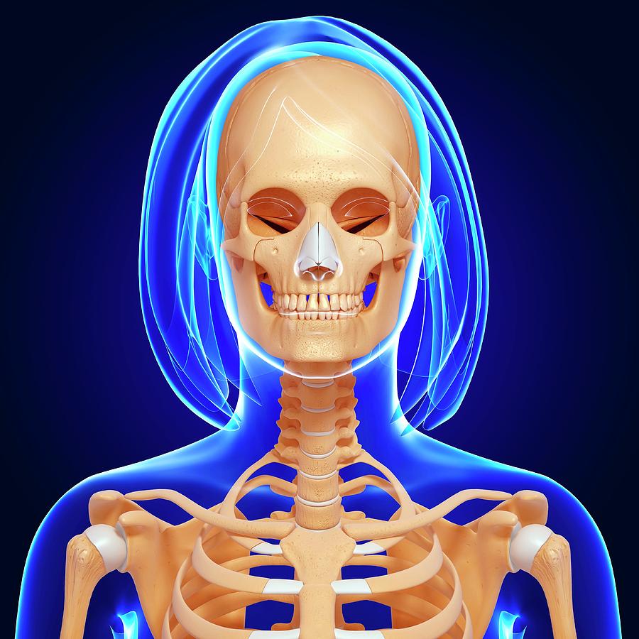 Female Skeleton Photograph by Pixologicstudio/science Photo Library ...