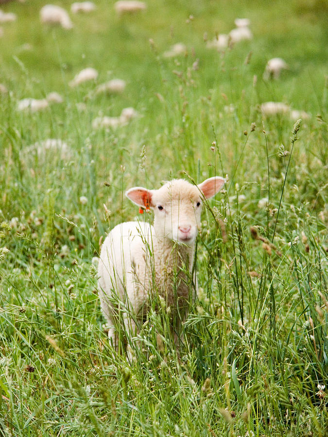 Finnish Dorset Sheep Photograph by Bonnie Sue Rauch - Pixels