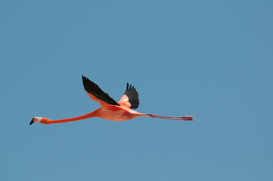 Flamingos #22 Digital Art by Carol Ailles