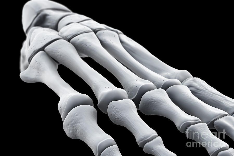 Foot Bones #22 Photograph by Science Picture Co