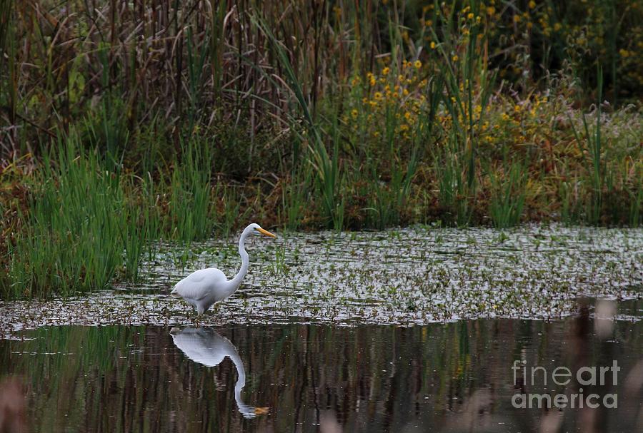 Great Egret #22 Photograph by Jack R Brock