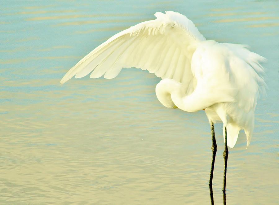 Great White Egret #22 Photograph by Paulette Thomas