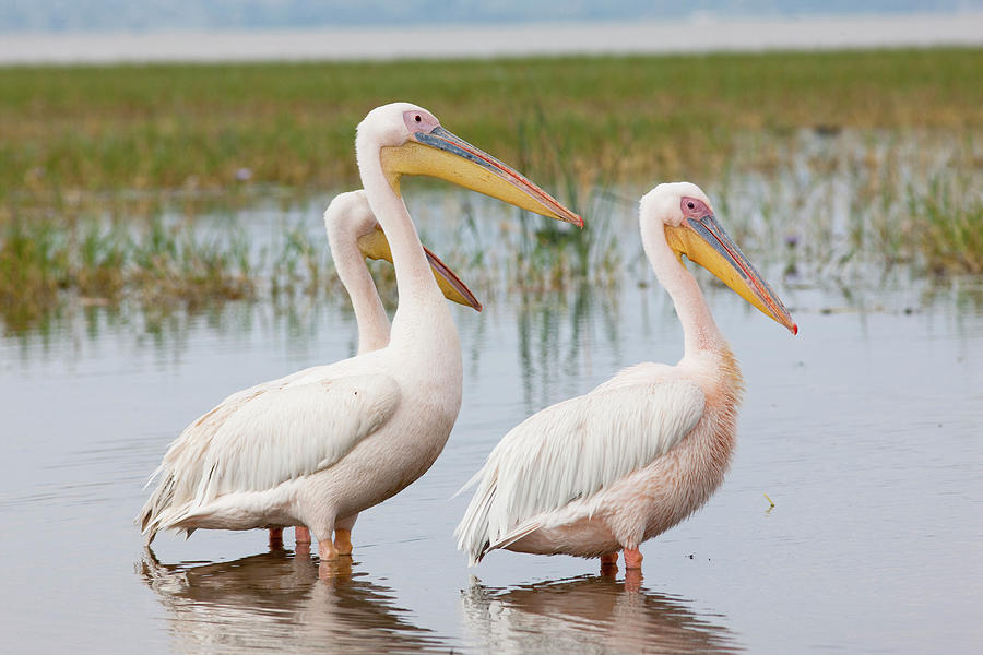 Great White Pelican (pelecanus Photograph By Martin Zwick - Pixels