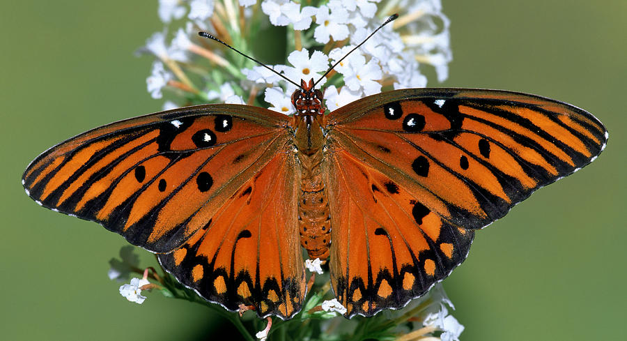 Gulf Fritillary Butterfly #22 Photograph by Millard H. Sharp
