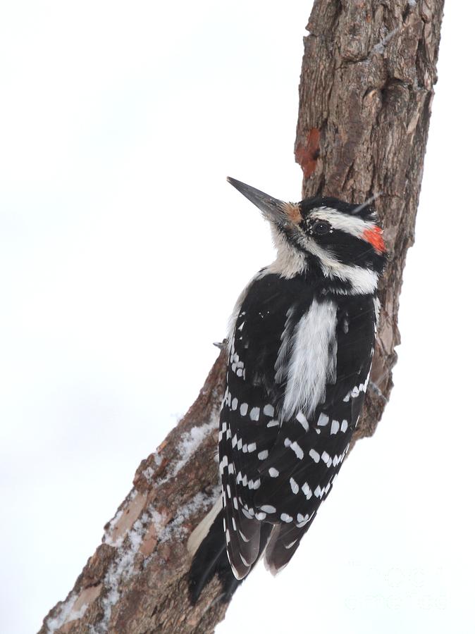 Hairy Woodpecker #22 Photograph by Jack R Brock