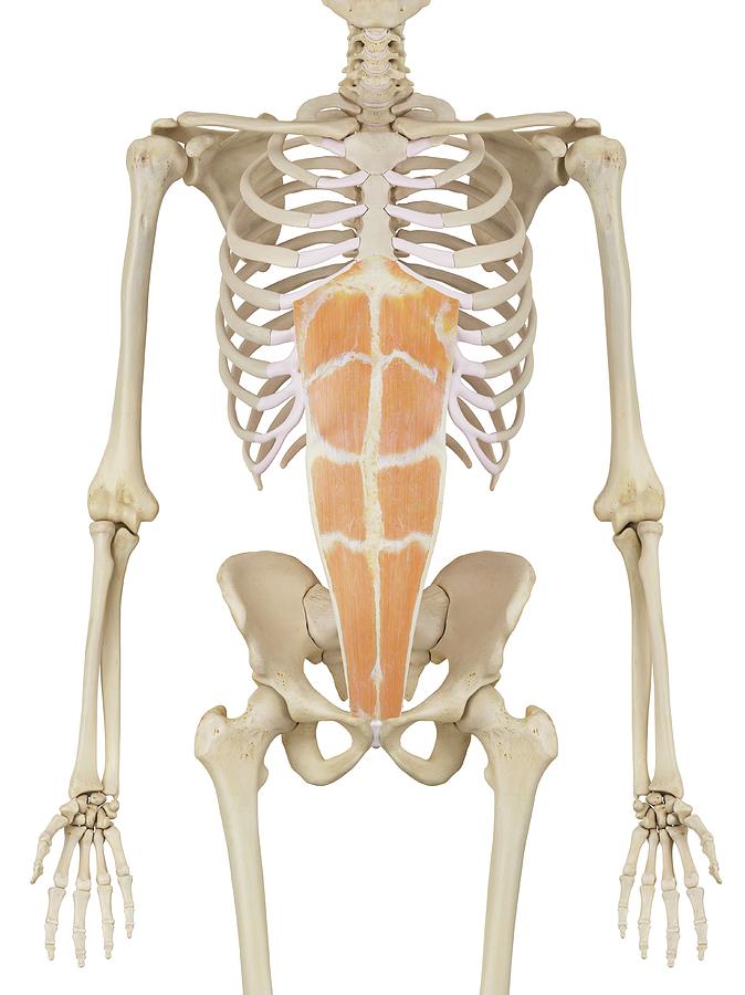 Human Abdominal Muscles Photograph By Sciepro - Pixels