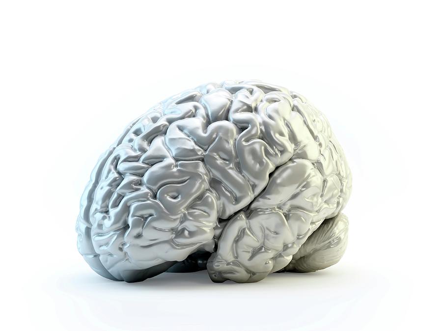 Human Brain #22 Photograph by Andrzej Wojcicki/science Photo Library