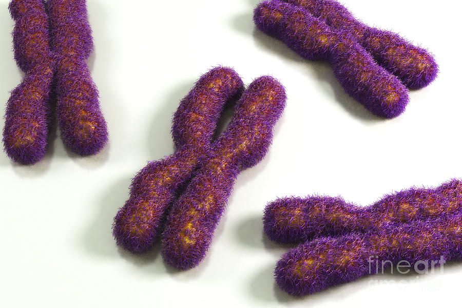 Human Chromosomes #22 Photograph by Science Picture Co