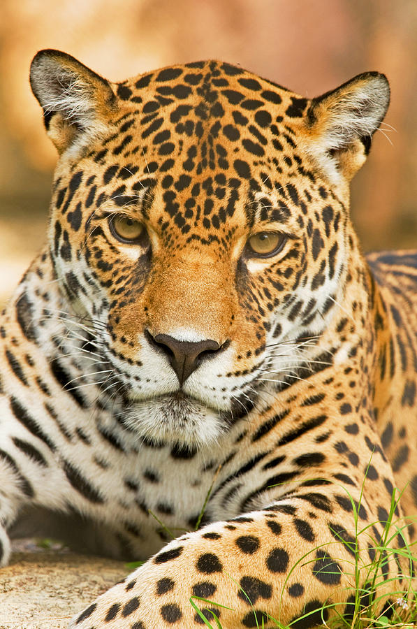 Cat Photograph - Jaguar #22 by Millard H. Sharp