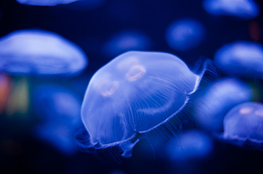 Jellyfish #22 Photograph by U Schade