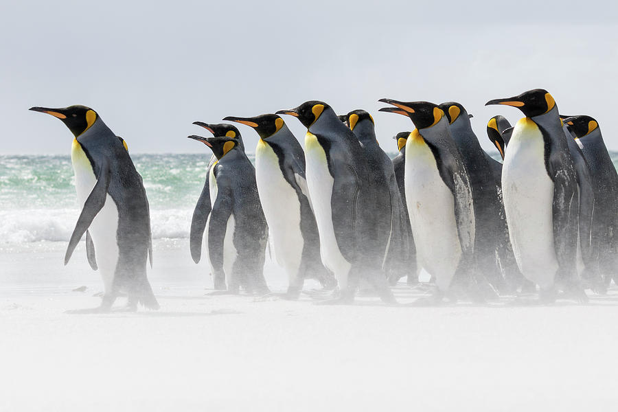 Penguin Photograph - King Penguin (aptenodytes Patagonicus #22 by Martin Zwick