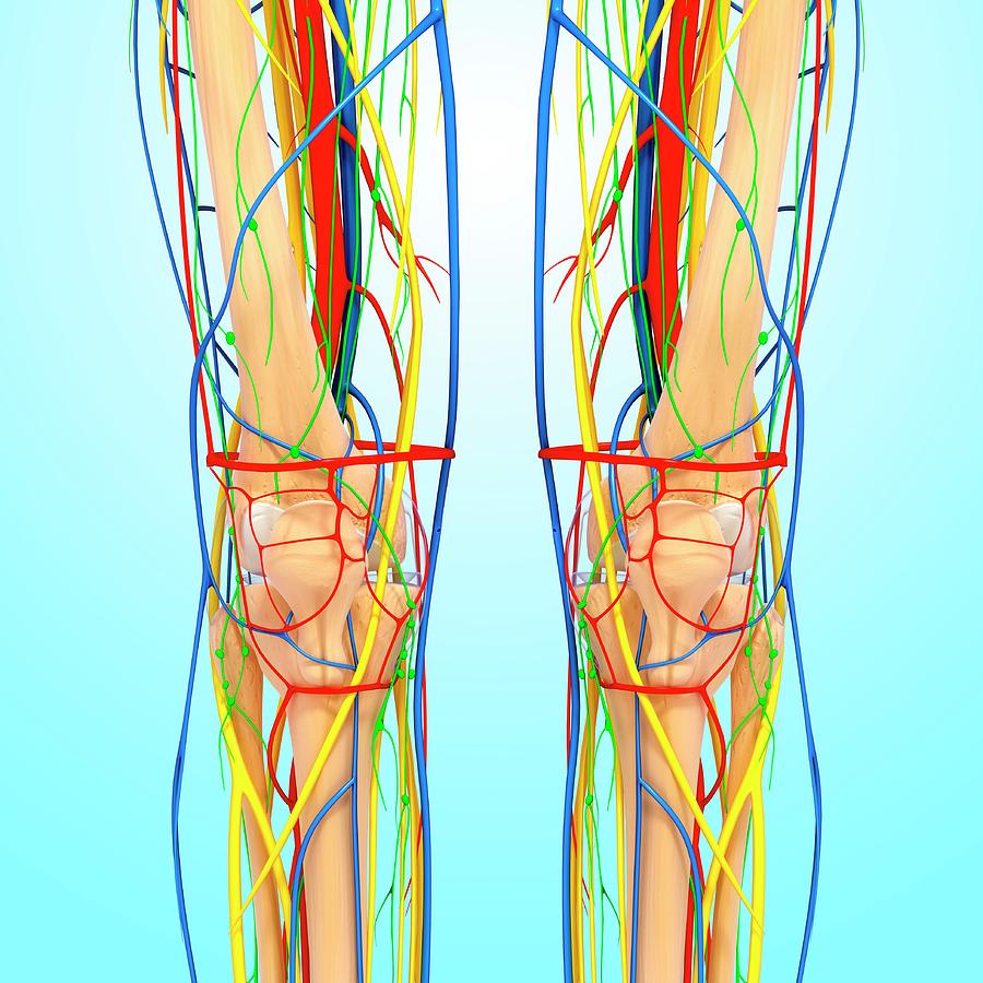 Knee Anatomy Photograph by Pixologicstudio/science Photo Library - Fine ...