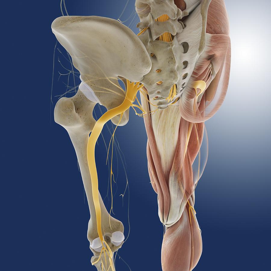 Lower body anatomy, artwork #22 Photograph by Science Photo Library