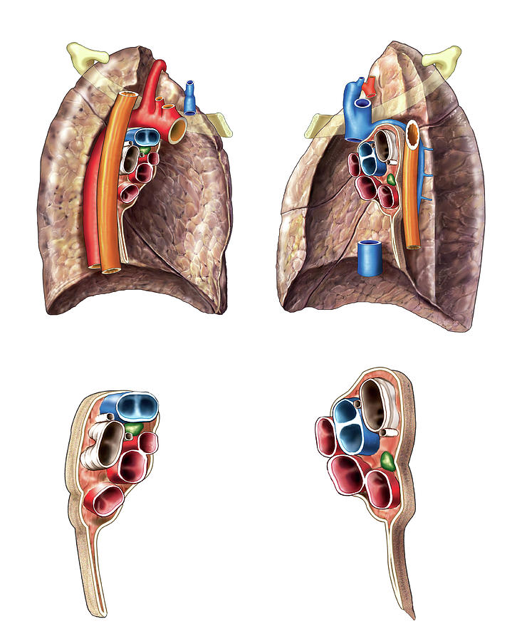 Lungs Photograph By Asklepios Medical Atlas Fine Art America 1542