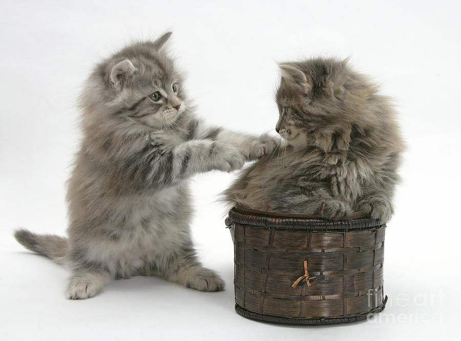 Nature Photograph - Maine Coon Kittens #22 by Mark Taylor