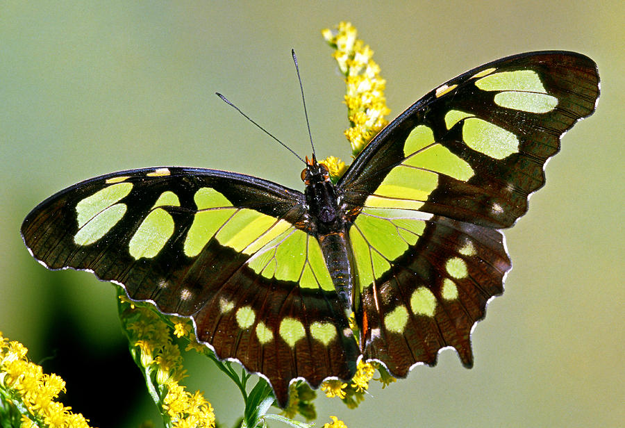 Butterfly Photograph - Malachite Butterfly Siproeta Stelenes #22 by Millard H. Sharp