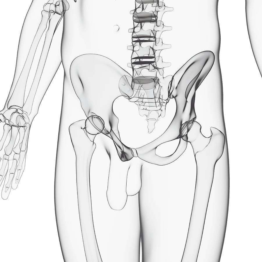https://images.fineartamerica.com/images-medium-large-5/22-male-pelvic-bones-pixologicstudioscience-photo-library.jpg