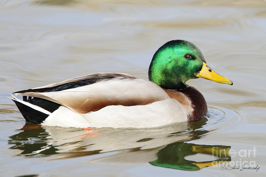 Mallard Duck #22 Photograph by Steve Javorsky
