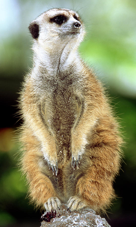 Meerkat #22 Photograph by Millard H. Sharp