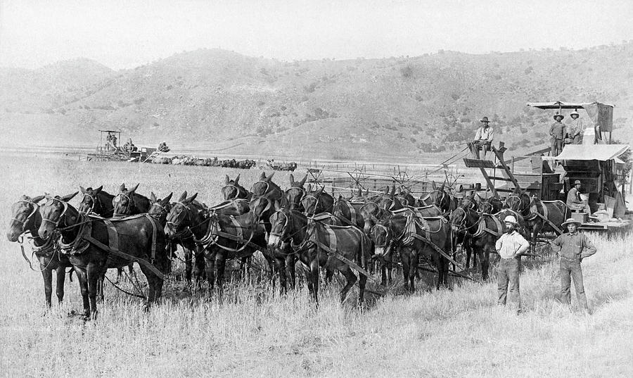 22 Mule Team Combine Harvester Photograph by Underwood Archives