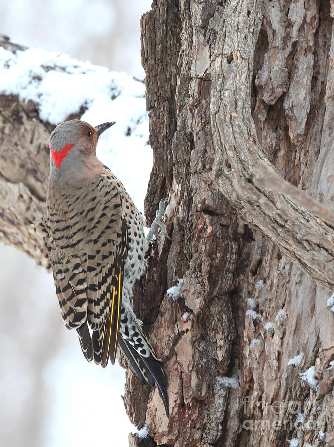 Northern Flicker #22 Photograph by Jack R Brock