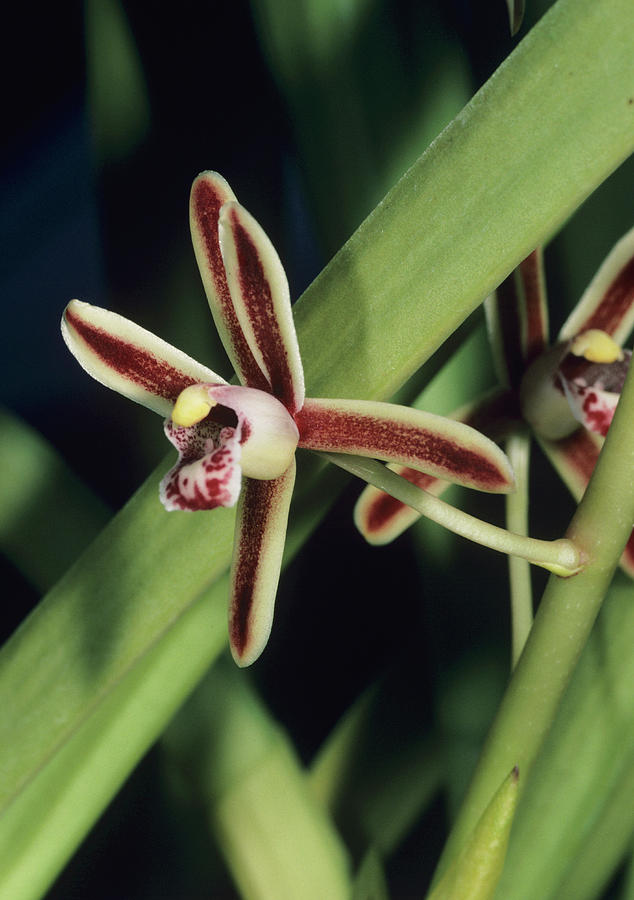 Orchid Photograph - Orchid Flower #22 by Paul Harcourt Davies/science Photo Library