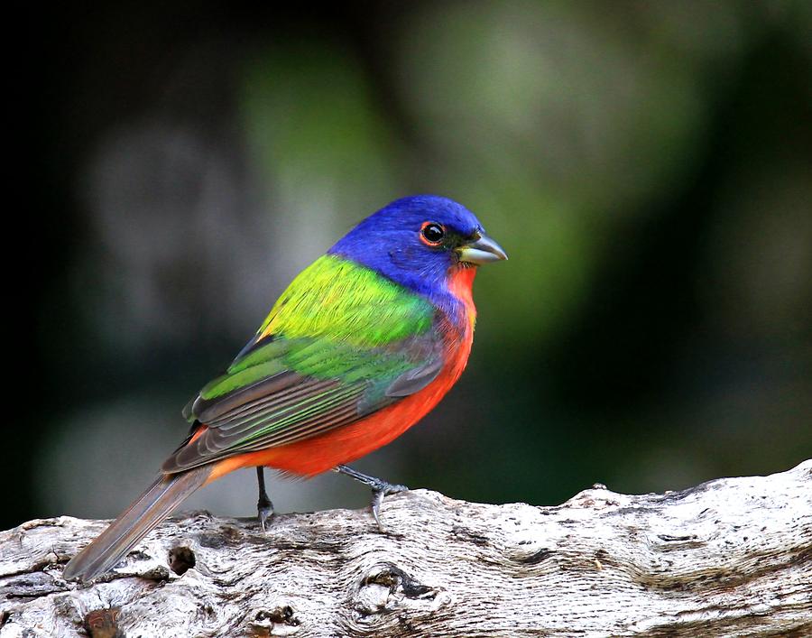Painted Bunting Photograph by Ira Runyan Fine Art America