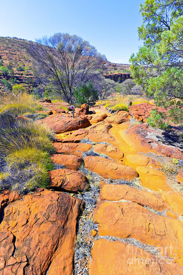 Palm Valley Central Australia  #23 Photograph by Bill  Robinson