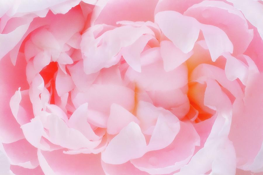 Peony (paeonia Lactiflora) #22 Photograph by Science Photo Library Peony (paeonia Lactiflora) #22 Photograph by Science Photo Library