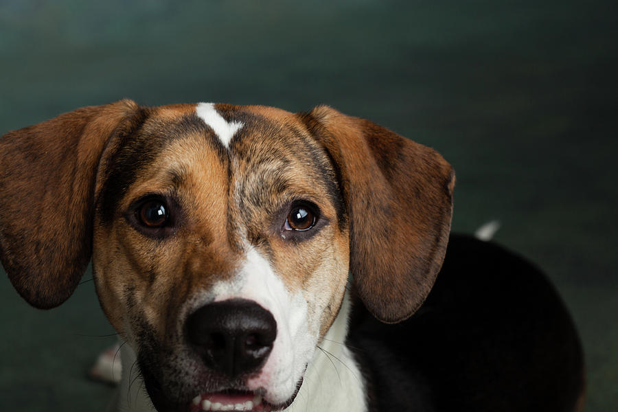 Horizontal Photograph - Portrait Of A Mixed Dog by Animal Images Horizontal Photograph - Portrait Of A Mixed Dog by Animal Images