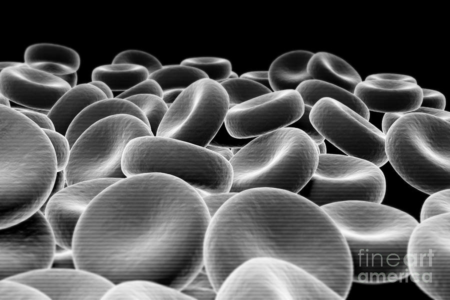 Red Blood Cells #22 Photograph by Science Picture Co