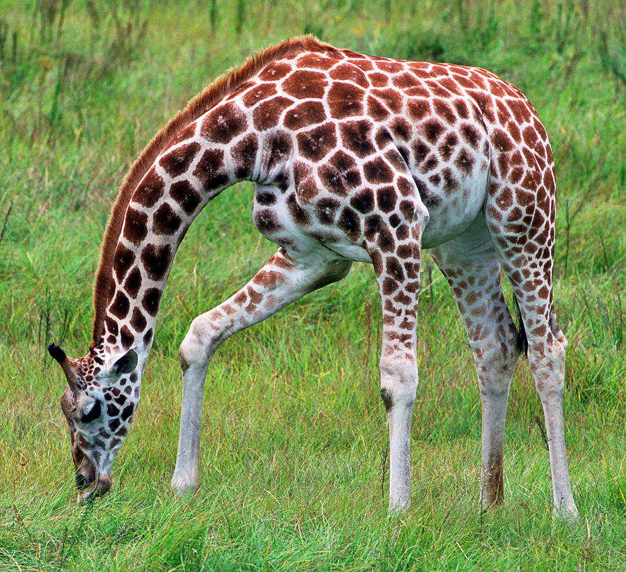 Reticulated Giraffe #22 Photograph by Millard H. Sharp