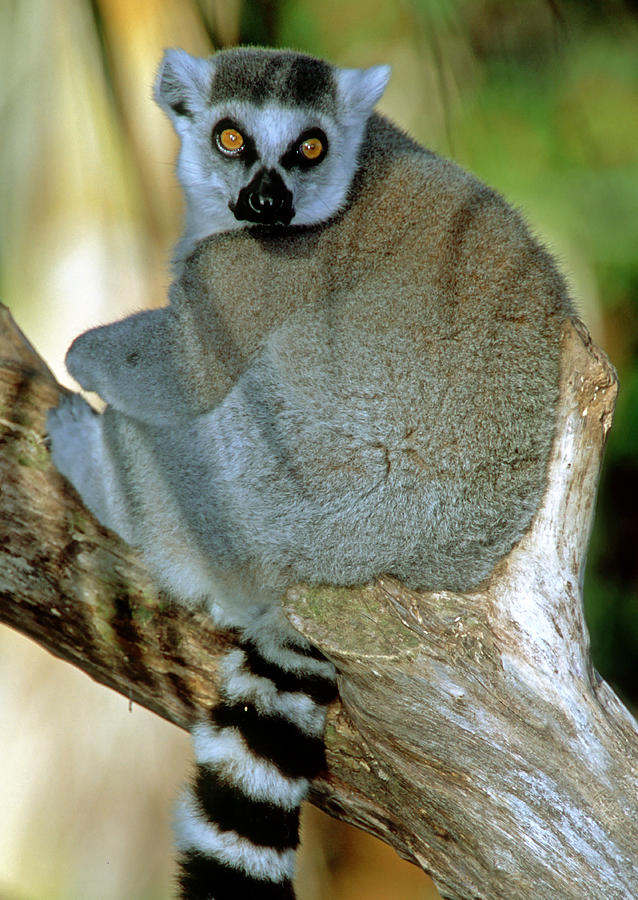 Ring-tailed Lemur Lemur Catta #22 Photograph by Millard H. Sharp