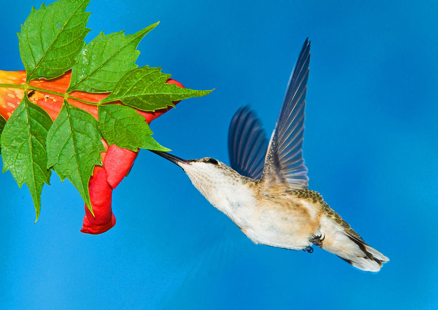 Wildlife Photograph - Ruby Throated Hummingbird Female #22 by Millard H. Sharp