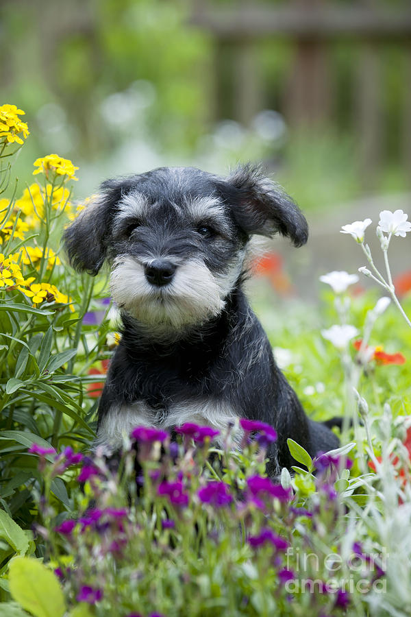 Schnauzer Puppy Dog #22 Photograph by John Daniels