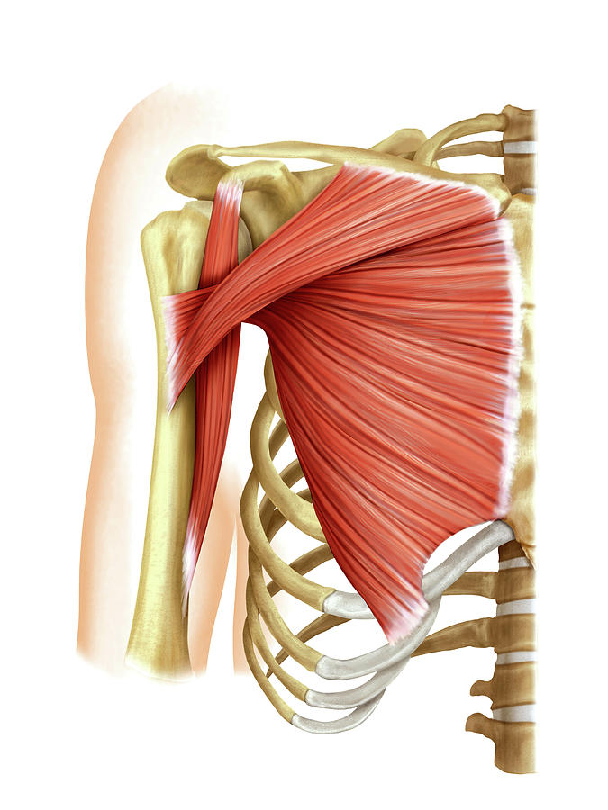 Shoulder Muscles Photograph By Asklepios Medical Atlas Fine Art America 0856