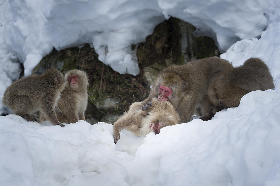 Snow Monkeys Japan #24 Photograph by John Shaw