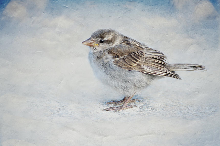 Sparrow Mixed Media - Sparrow #22 by Heike Hultsch