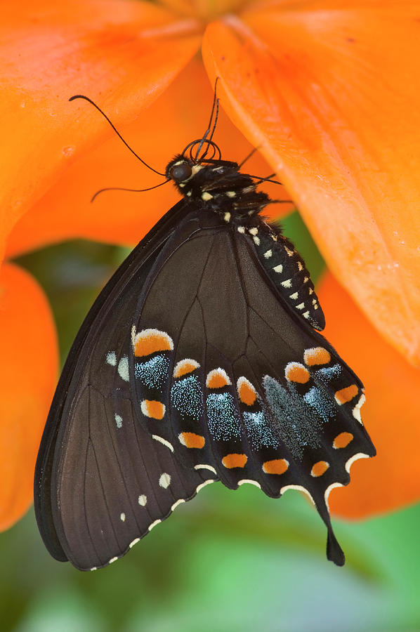 Butterfly Photograph - Spicebush Swallowtail Butterfly #22 by Darrell Gulin