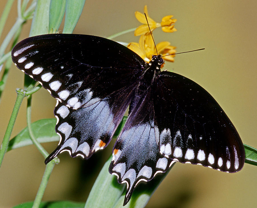 Spicebush Swallowtail Butterfly #22 Photograph by Millard H. Sharp